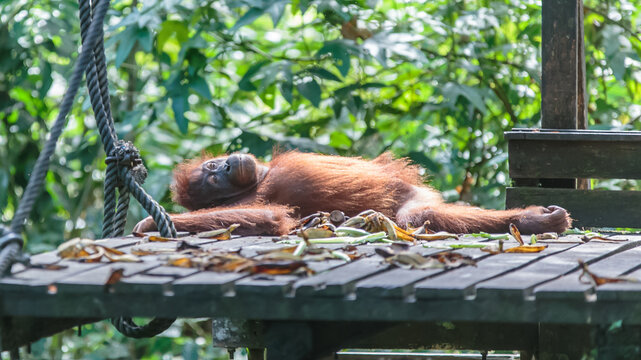 orangutans or pongo pygmaeus is the only asian great found on the island of Borneo and Sumatra