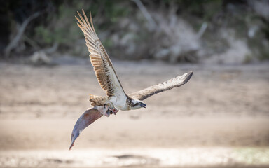 An Osprey, a fish eating bird of prey, takes off with a large fish it has just captured in an estuary at Hasting's Point in New South Wales, Australia.