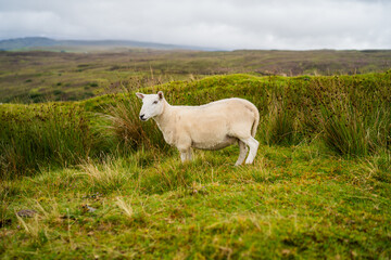 White Sheep on Isle Of Skye