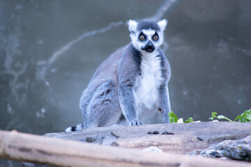 Ring-tailed lemur backs are grey to rosy brown with grey limbs and dark grey heads and necks. They have white bellies.