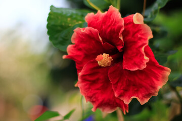 Hibiscus rosa sinensis grow and bloom in the garden. Hibiscus flower has beauty red color. Its beauty red hibiscus flower