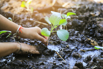 kid hand planting vegetable tree plant in small bed soil for learning in daily life activity