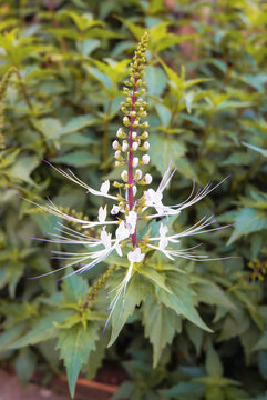 Close up of Orthosiphon aristatus or kumis kucing plant flower