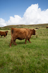 Highland Cows