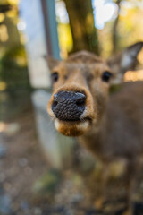 Wild deer and Torii gate of Nara Park in Japan. Deer are Nara's greatest tourist attraction. red...