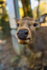 Wild deer and Torii gate of Nara Park in Japan. Deer are Nara's greatest tourist attraction. red Torii gate of Kasuga Taisha Shine one of the most popular temples in Nara City