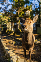 Obraz premium Wild deer and Torii gate of Nara Park in Japan. Deer are Nara's greatest tourist attraction. red Torii gate of Kasuga Taisha Shine one of the most popular temples in Nara City