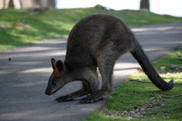 The swamp wallaby has dark brown fur, often with lighter rusty patches on the belly, chest and base...
