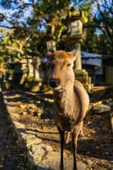 Wild deer and Torii gate of Nara Park in Japan. Deer are Nara's greatest tourist attraction. red Torii gate of Kasuga Taisha Shine one of the most popular temples in Nara City