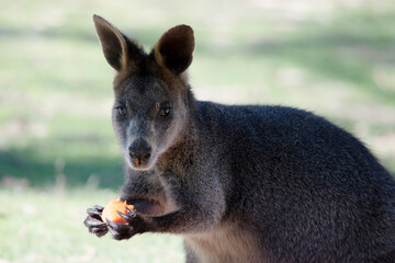 The swamp wallaby has dark brown fur, often with lighter rusty patches on the belly, chest and base of the ears.