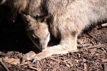 the tammar wallaby is in its mothers pouch