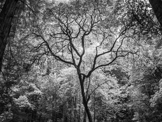 Black and white tree backlit against other trees