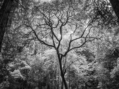 Black and white tree backlit against other trees