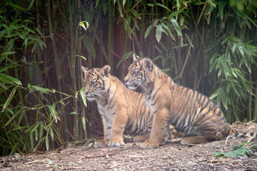 Tiger cubs are born small, blind, and weak. They're born with all their stripes and drink their mother's milk until they are six months old and then only eat meat.