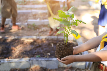 kid hand planting vegetable tree plant in small bed soil for learning in daily life activity