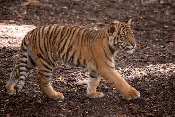 Tiger cubs are born small, blind, and weak. Tiger cubs are born with all their stripes and drink their mother's milk until they are six months old and then only eat meat.