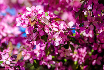 Obraz premium Blooming decorative apple tree with red flowers 