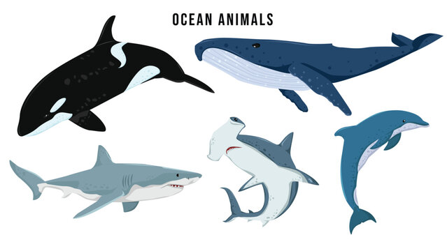Set of ocean animals. Shark, whale, hammerhead shark, dolphin, orca, wildlife underwater animals vector illustration