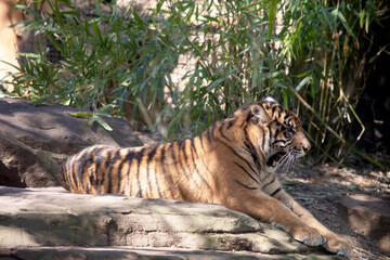Young tigers have all their stripes and markings. They are learning to be powerful hunters while...