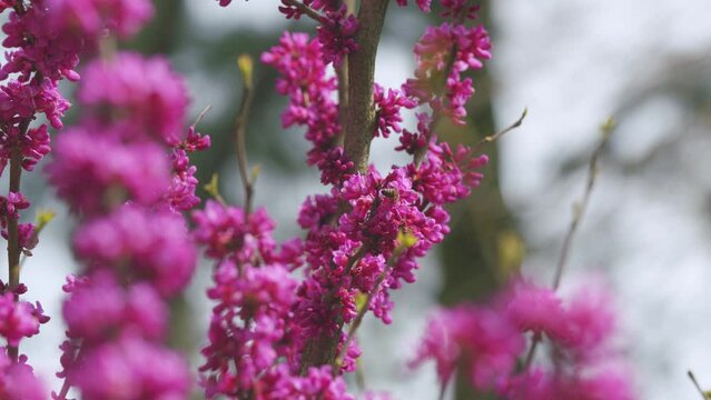 Beautiful Flowers Background. Pink Flowers On Judas Tree With Bees Working And Sun Shining Brightly In Spring. Close up.