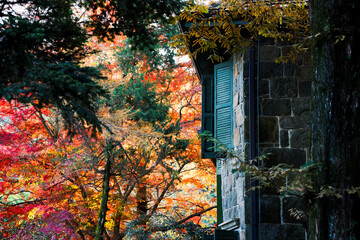 Old Villa and Autumn Red Maple Leaves