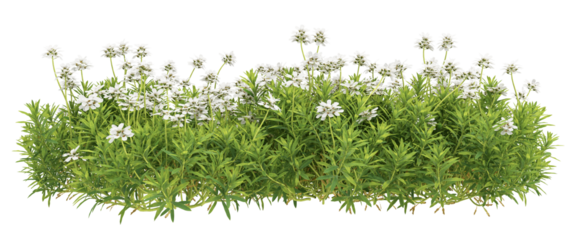 green grass isolated on white