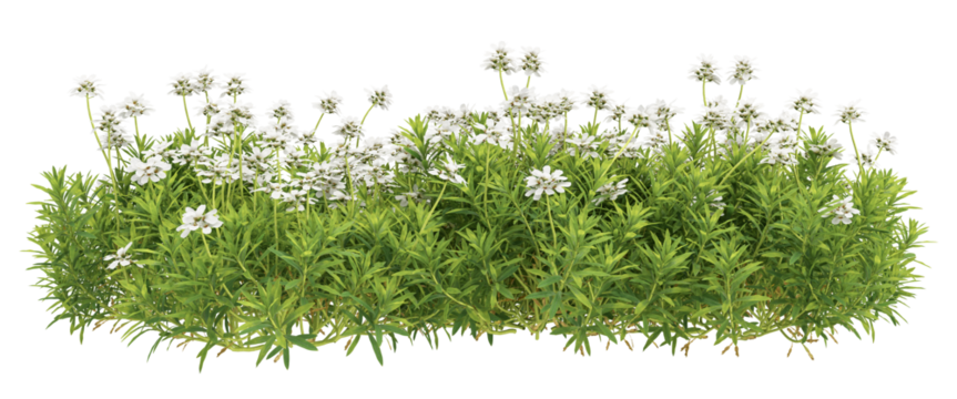 green grass isolated on white