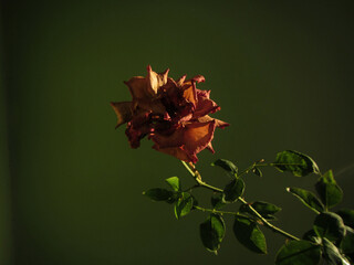 Withered rose on green background with dawn light.