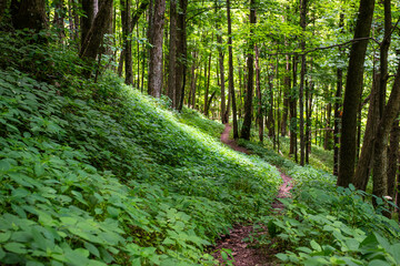  HIKING TRAIL IN WOODS	