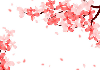 Sakura Bloom Frame. Cherry Blossom Border. Spring Flower Falling Petals Background.