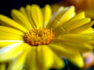 delicate beautiful yellow calendula flower, macro on a blurred background