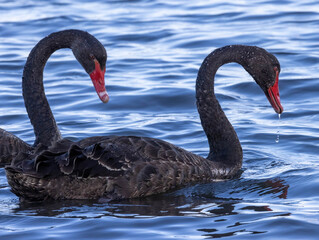 black swan on the lake