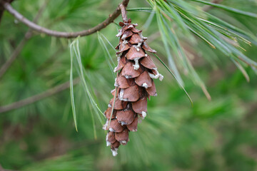 pine cone on a branch