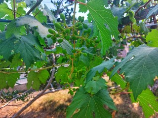 grape vines with newly blooming fruit
