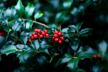 Red Holly Berry Bunches on Green Leafy Branches of the Bush Winterberry

