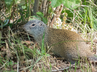 Richardson's Ground Squirrel