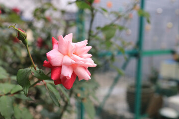 Delicate pink rose petals blooming in botanical garden Dec 30 2023