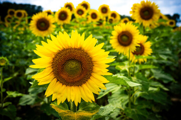 Obraz premium sun flower field,