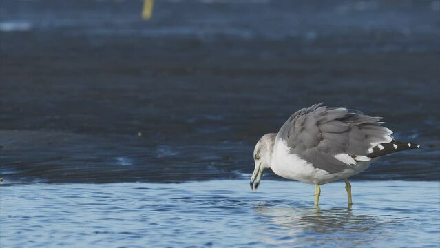 アカエイを捕らえたウミネコ