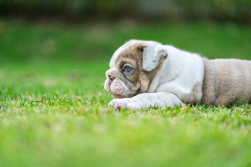 Happy French bulldog playing on grass in the garden