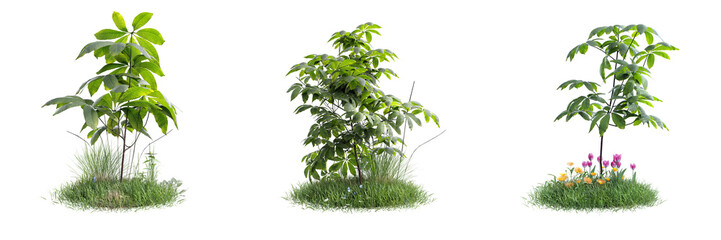 Collection green grass and plant on transparent background 3d rendering png..