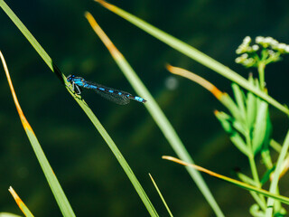 dragon-fly in yellowstone, yellowstone blue dragonfly, Blue Skimmer Dragonfly In Flight, 