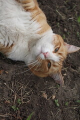 Naklejka na ściany i meble My old cat Laces playing in the dirt <3