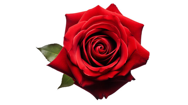 red rose isolated on white