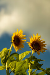 Close-up view of sunflowers growing in a sunflower field during a sunny summer day with a blue sky and some clouds.
