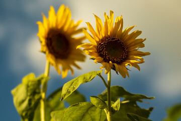 Close-up view of sunflowers growing in a sunflower field during a sunny summer day with a blue sky and some clouds.