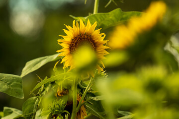 Close-up view of sunflowers growing in a sunflower field during a sunny summer day with a blue sky and some clouds.