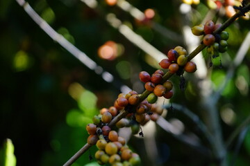 berries on a branch hand holding berries on a bush Organic coffee plantations and coffee trees, ripe coffee cherry berries are red.	