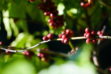 Organic coffee plantations and coffee trees, ripe coffee cherry berries are red.	
