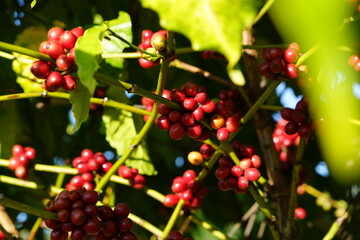 Organic coffee plantations and coffee trees, ripe coffee cherry berries are red.	
